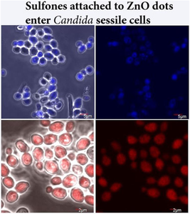 Candida albicans ergosterol disorders as a consequence of the new sulfone derivative action mode