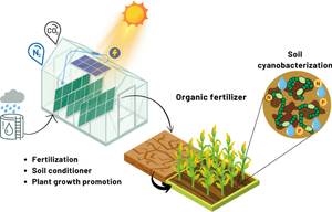 Filamentous nitrogen-fixing cyanobacteria: contributing to filling nitrogen and water gaps in a context of climate change