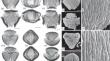 The Pattern of Natural Variability of Palynomorphological Features by the Example of Some Nierembergia and Bouchetia Species (Solanaceae) and Natural System of Biovariety