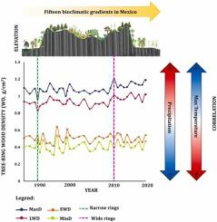 Tree-ring wood density reveals differentiated hydroclimatic interactions in species along a bioclimatic gradient