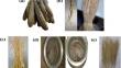 Mechanical, thermal, chemical, and physical properties of sponge gourd outer skin fiber-reinforced vinyl ester composites