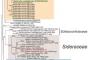 Phylogenetic Assessment of Understudied Families in Hymenochaetales (Basidiomycota, Fungi)-Reporting Uncovered Species and Reflecting the Recent Taxonomic Updates in the Republic of Korea.