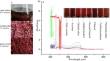 Characterization, components, and chemical structure of a novel natural pigments derived from Streptomyces tauricus