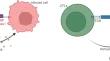 A mathematical model for HIV dynamics with multiple infections: implications for immune escape.