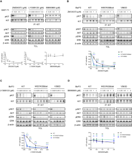 RAF1 facilitates KIT signaling and serves as a potential treatment target for gastrointestinal stromal tumor