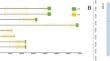 Genome-Wide Identification and Expression Analysis of the STAT Family in Reeve’s Turtle (Mauremys reevesii)