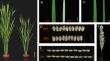 RL99 Was Essential for High Yield Formation by Regulating Leaf Morphogenesis and Root Development in Rice