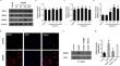 Correction to: The Mfn1‑βIIPKC Interaction Regulates Mitochondrial Dysfunction via Sirt3 Following Experimental Subarachnoid Hemorrhage.