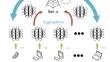 Radio Frequency Fingerprint Identification of WiFi Signals Based on Federated Learning for Different Data Distribution Scenarios