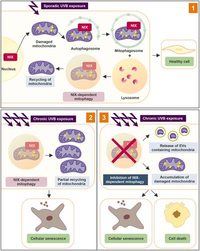 Elimination of damaged mitochondria during UVB-induced senescence is orchestrated by NIX-dependent mitophagy