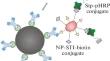 Development of Microplate Immunoenzyme Determination of Nonylphenol with Magnetic Sample Concentration