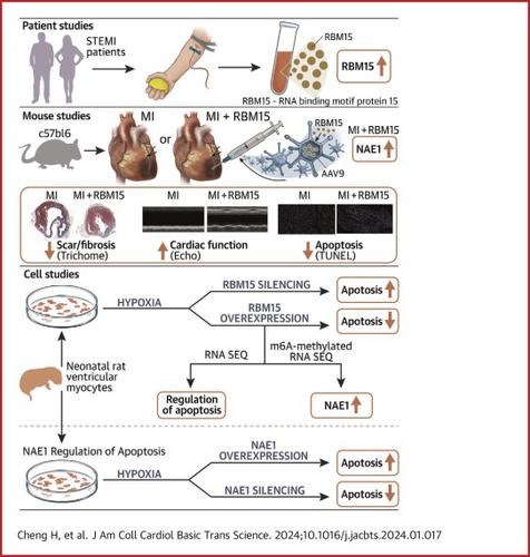 RBM15 Protects From Myocardial Infarction by Stabilizing NAE1