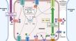 Cellular mechanisms of ion and acid-base regulation in teleost gill ionocytes.