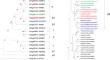 Functional and regulatory diversity of homeobox-leucine zipper transcription factors BnaHB6 under dehydration and salt stress in Brassica napus L.