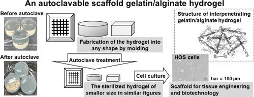 Interpenetrating gelatin/alginate mixed hydrogel: The simplest method to prepare an autoclavable scaffold