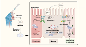 Berberine mitigates diclofenac-induced intestinal mucosal mechanical barrier dysfunction through the restoration of autophagy by inhibiting exosome-mediated lncRNA H19.