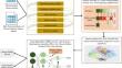 An effective role-oriented binary Walrus Grey Wolf approach for feature selection in early-stage chronic kidney disease detection.