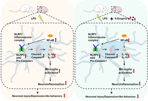 Positive Effect of 6-Gingerol on Functional Plasticity of Microglia in a rat Model of LPS-induced Depression.