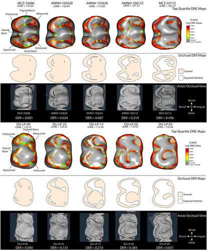 Dental sculpting and compensatory shearing crests demonstrated in a WEAR series of Presbytis rubicunda (Cercopithecoidea, Colobidae) with dental topography analysis