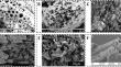 Application of Biochar-Based Catalysts for Soil and Water Pollution Control