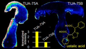 Visualizing the spatial distribution of ustalic acid in the fruiting body of Tricholoma kakishimeji