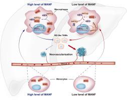 Reprogramming tumor-associated macrophages and inhibiting tumor neovascularization by targeting MANF-HSF1-HSP70-1 pathway: An effective treatment for hepatocellular carcinoma