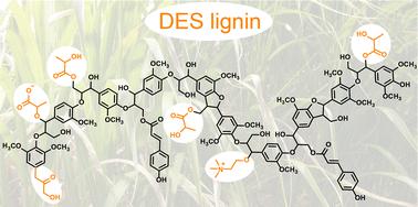 Choline and lactic acid covalently incorporate into the lignin structure during deep eutectic solvent pulping†