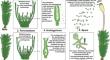 An Overview of Reproductive Allocation and Reproductive Costs in Bryophytes: Challenges and Prospects