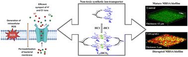 Unveiling the potent activity of a synthetic ion transporter against multidrug-resistant Gram-positive bacteria and biofilms†