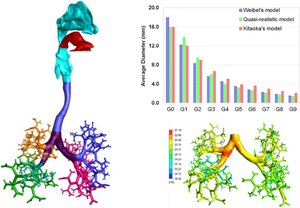 A quasi-realistic computational model development and flow field study of the human upper and central airways.