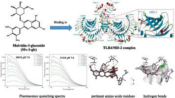 Assessment on malvidin-3-glucoside interaction with TLR4 via multi-spectroscopic analysis and molecular docking