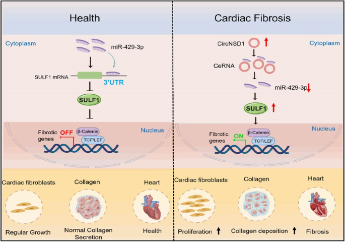 CircNSD1 promotes cardiac fibrosis through targeting the miR-429-3p/SULF1/Wnt/β-catenin signaling pathway.