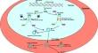 Circular RNAs: a small piece in the heart failure puzzle