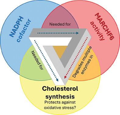 A paREDOX in the control of cholesterol biosynthesis