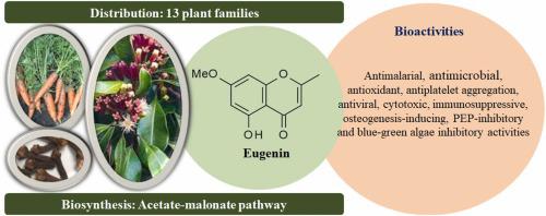 Naturally occurring eugenin: Biosynthesis, distribution, bioactivity, and therapeutic potential