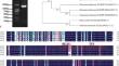 Overexpression of sweetpotato glutamylcysteine synthetase (IbGCS) in Arabidopsis confers tolerance to drought and salt stresses.