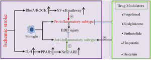 The Roles of RhoA/ROCK/NF-κB Pathway in Microglia Polarization Following Ischemic Stroke.