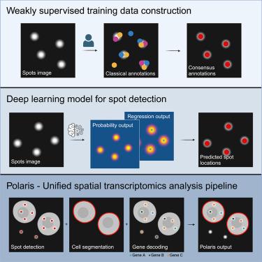 Accurate single-molecule spot detection for image-based spatial transcriptomics with weakly supervised deep learning.