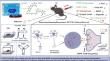 "RNSP (Rannasangpei)" Rescued MK-801-induced Schizophrenia-like Behaviors in Mice via Oxidative Stress and BDNF-TrkB/Akt Pathway.