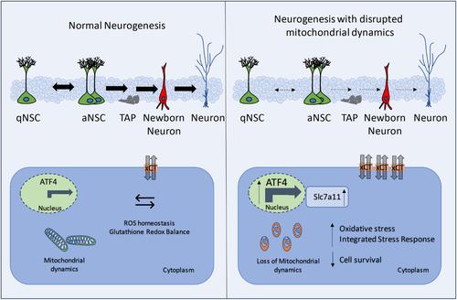 The integrated stress response promotes neural stem cell survival under conditions of mitochondrial dysfunction in neurodegeneration