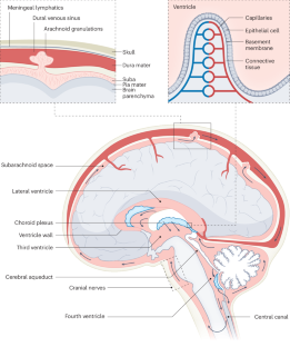 Paediatric hydrocephalus