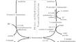 O-Acetylhomoserine Sulfhydrylase As a Key Enzyme of Direct Sulfhydrylation in Microbial Methionine Biosynthesis (A Review)