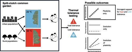 Evidence of plasticity, but not evolutionary divergence, in the thermal limits of a highly successful urban butterfly