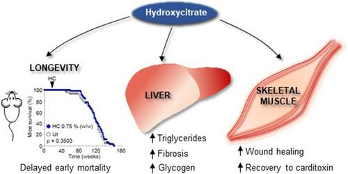 Hydroxycitrate delays early mortality in mice and promotes muscle regeneration while inducing a rich hepatic energetic status