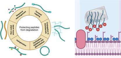 How can biomaterial-conjugated antimicrobial peptides fight bacteria and be protected from degradation?