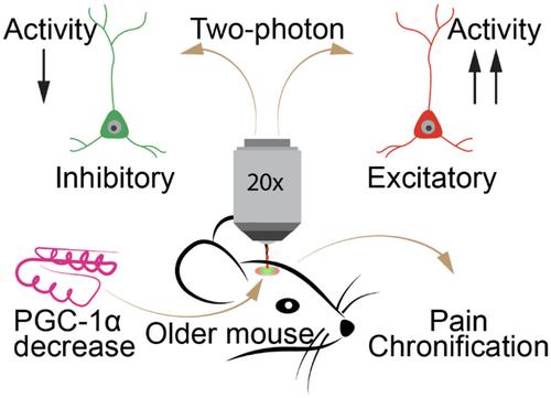 Aging-associated decrease of PGC-1α promotes pain chronification