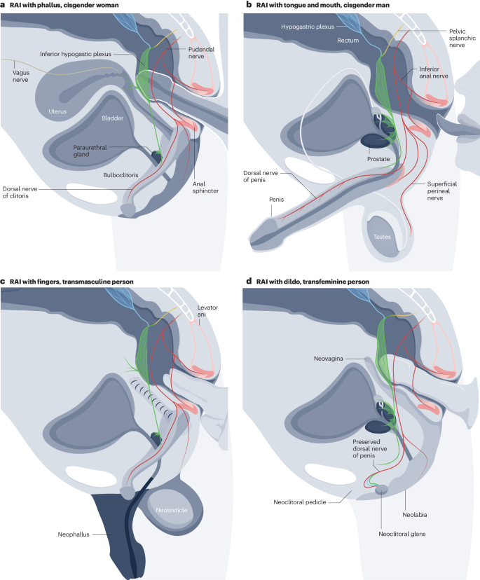 Pleasurable and problematic receptive anal intercourse and diseases of the colon, rectum and anus