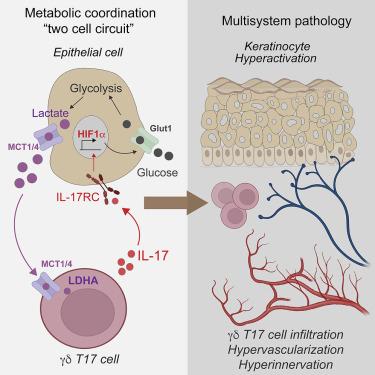 Metabolic coordination between skin epithelium and type 17 immunity sustains chronic skin inflammation