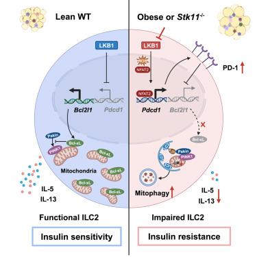 Metabolic regulator LKB1 controls adipose tissue ILC2 PD-1 expression and mitochondrial homeostasis to prevent insulin resistance