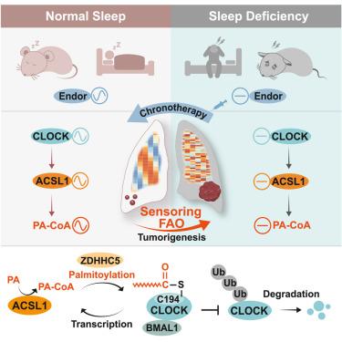 Oncogenic fatty acid oxidation senses circadian disruption in sleep-deficiency-enhanced tumorigenesis